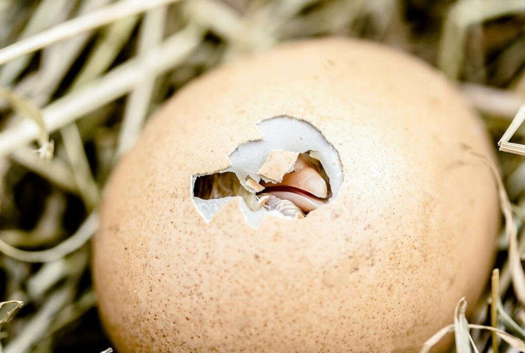 poussin qui sort de son oeuf