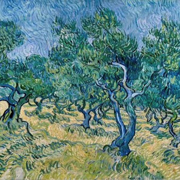 Van Gogh Oliveraie, juin 1889