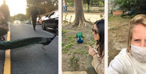 Margaux-et-juliette-le-paon