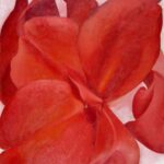 Red Cannas Georgia O'Keeffe 1927