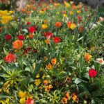 Jardin de Monet à Giverny